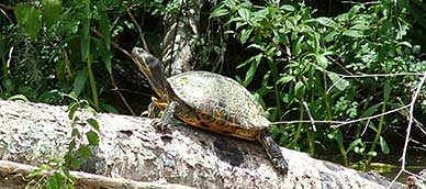 swamp turtle