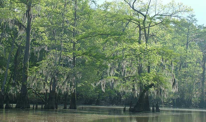 Cypress trees extending from a Louisiana swamp.