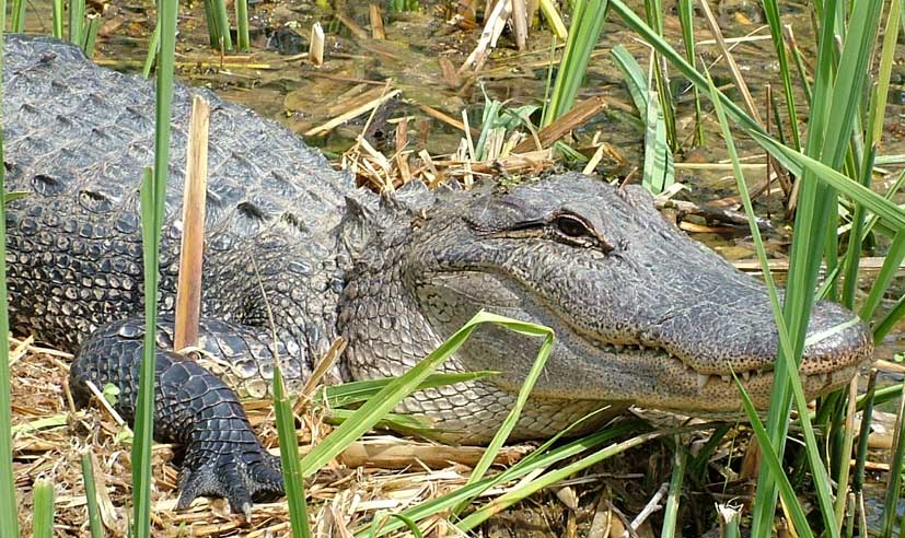 Original Honey Island Swamp Tour | New Orleans, Louisiana
