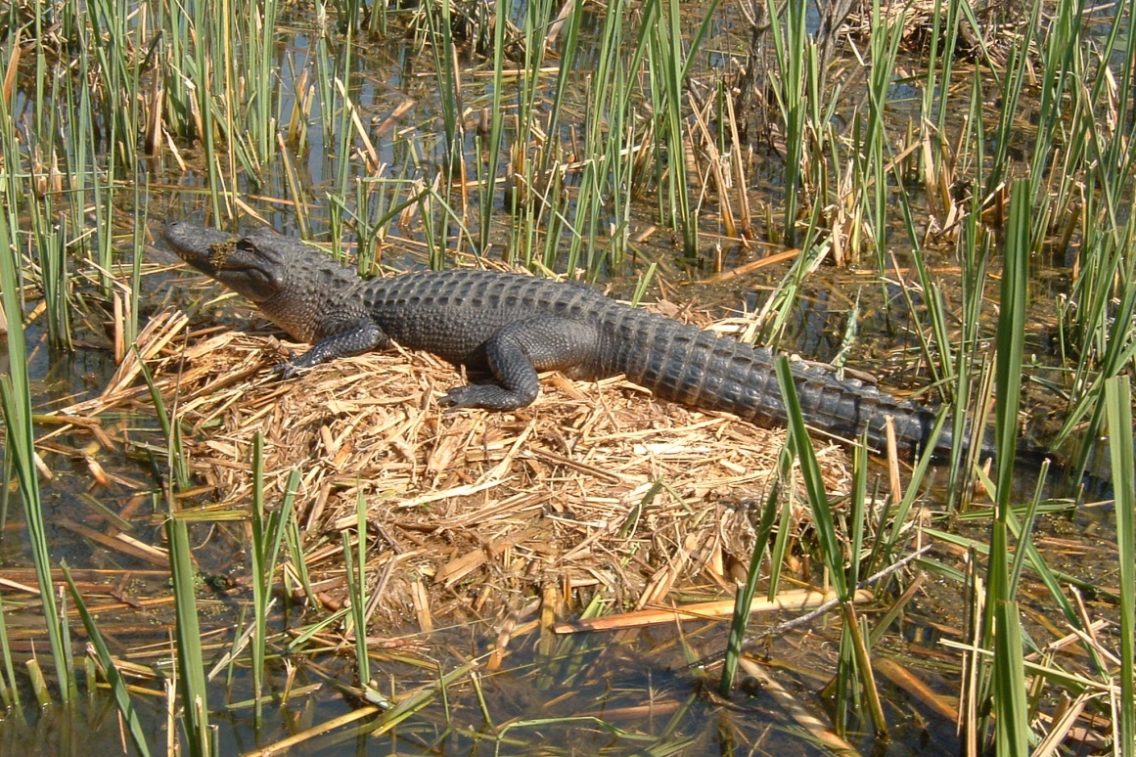 An alligator sitting on grass in the swamp.
