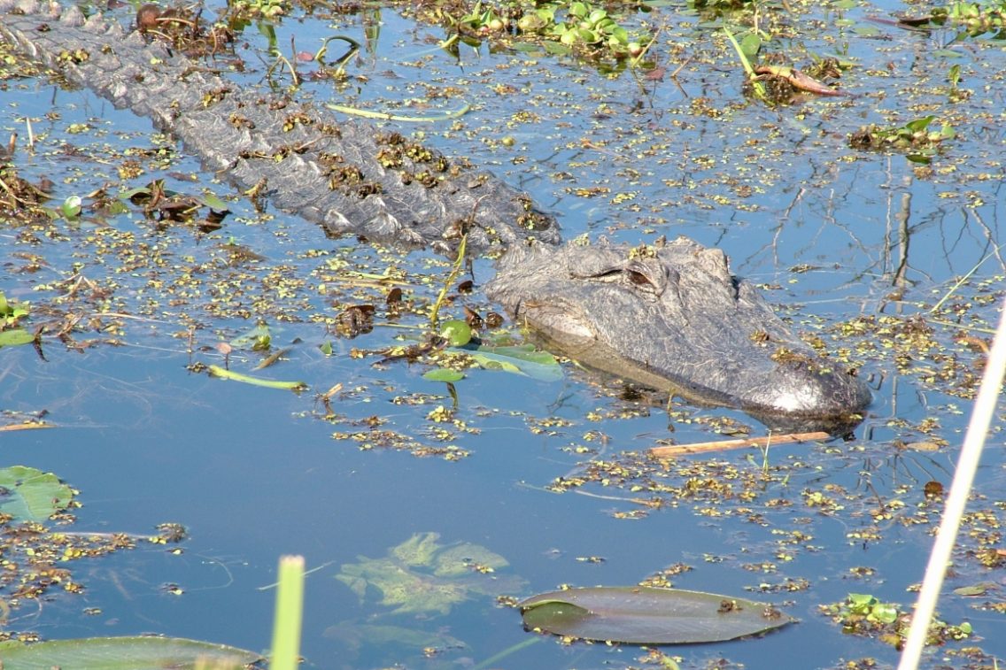 An alligator wading through swamp water.