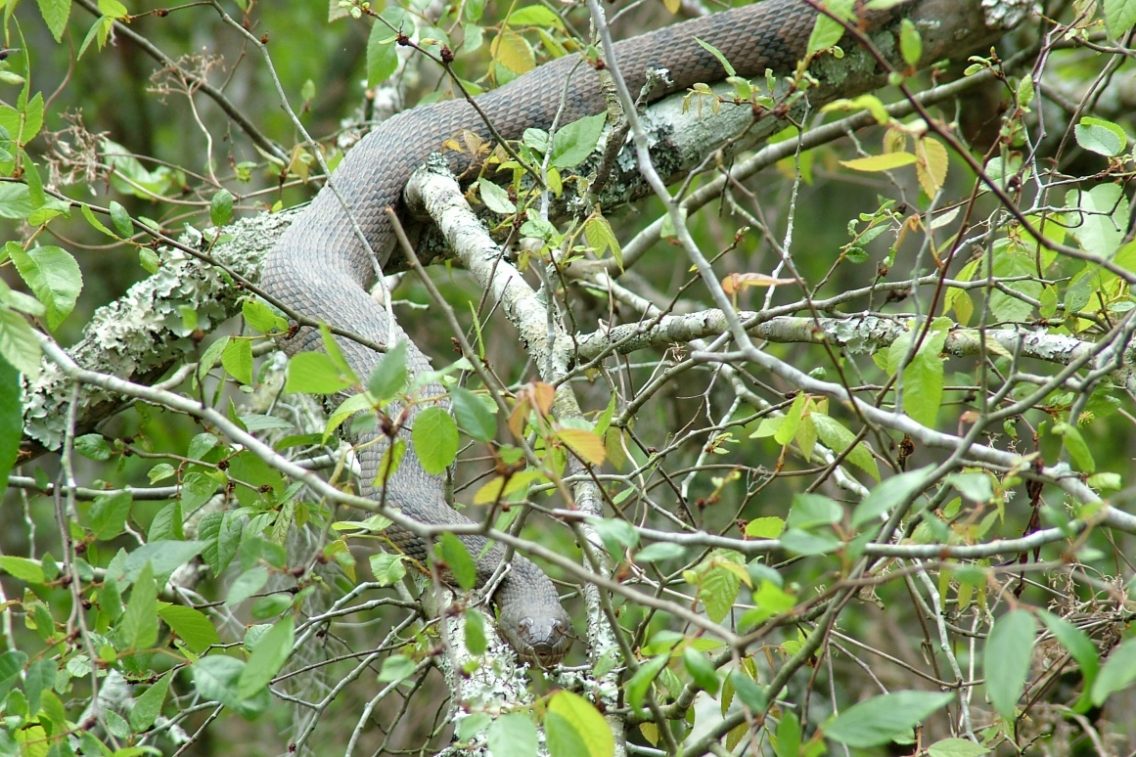 A snake climbing through tree foliage