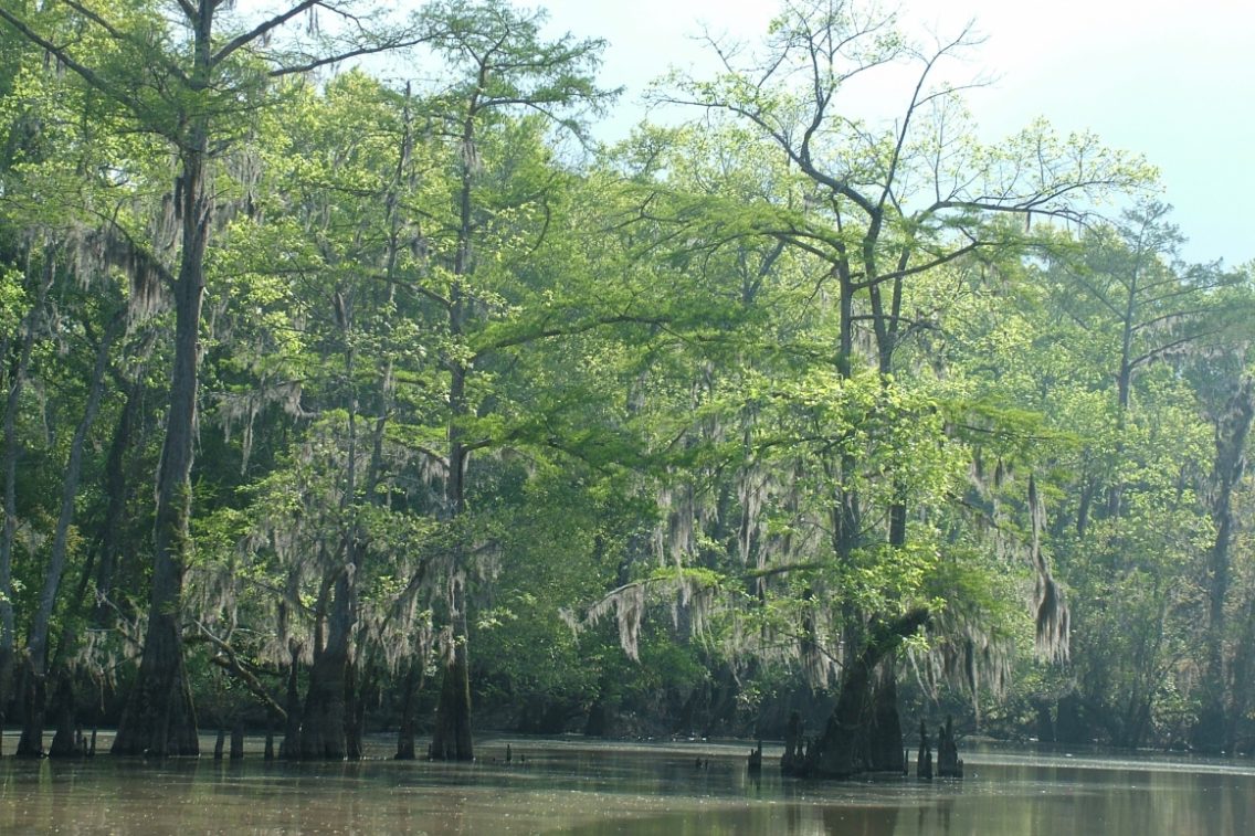 Cypress trees with moss draping from them.