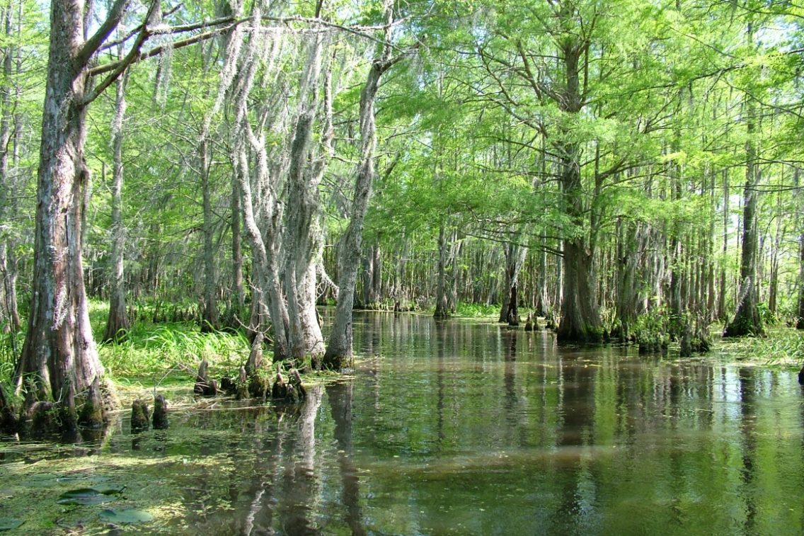 Cypress trees in a Louisiana swamp.