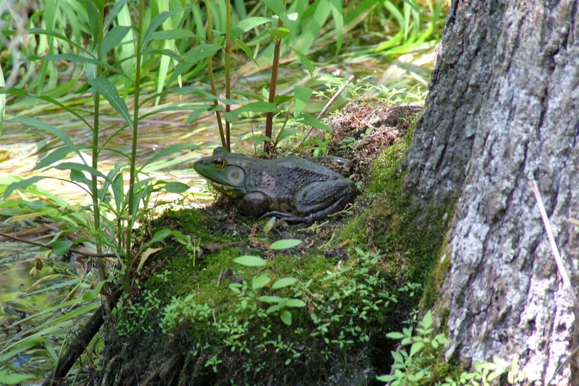 A frog perched on a bump on a log in the bog.
