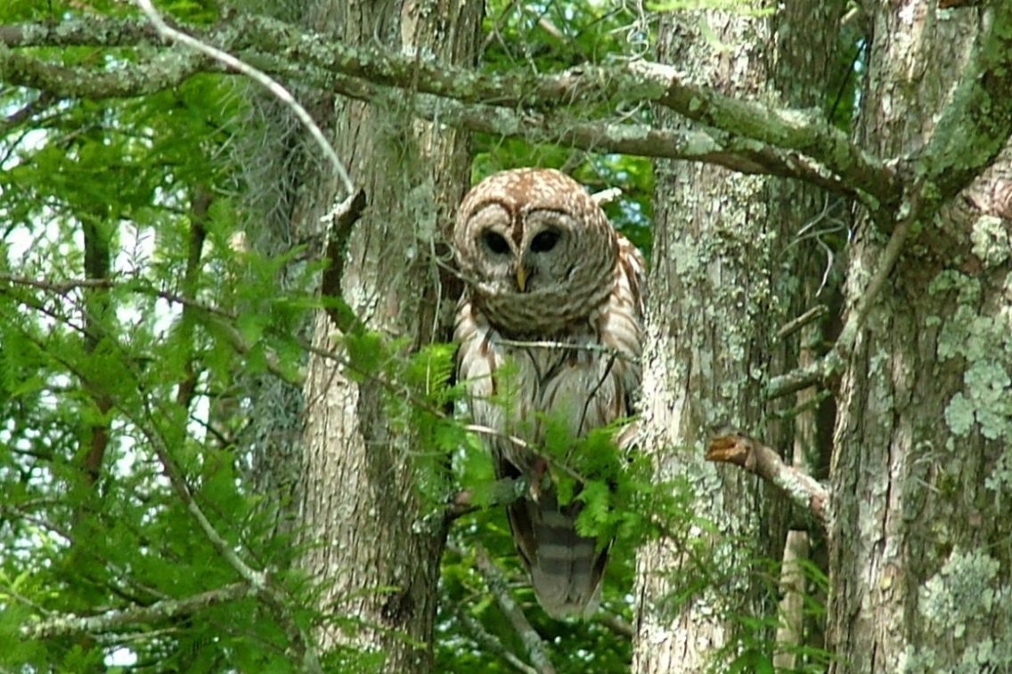 An owl sitting on a tree branch.