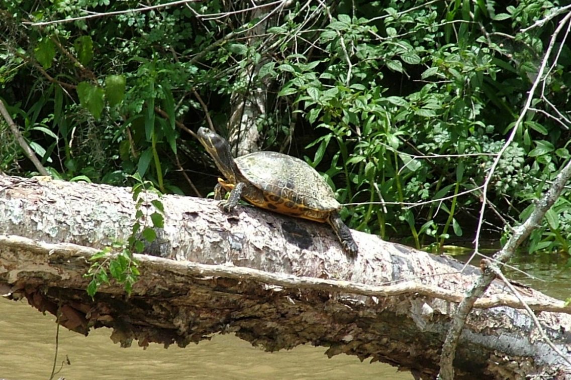 A turtle sunbathing on a fallen tree.