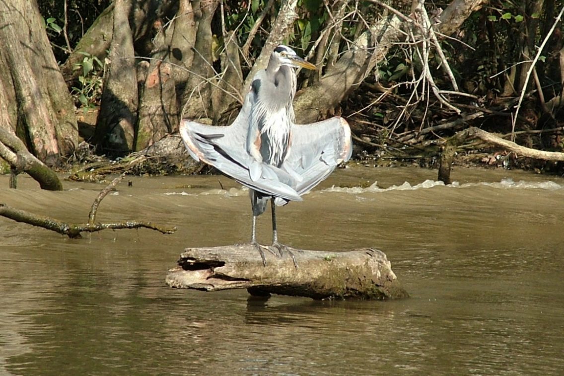 A bird drying its wings while perched on a log in a Louisiana swamp.