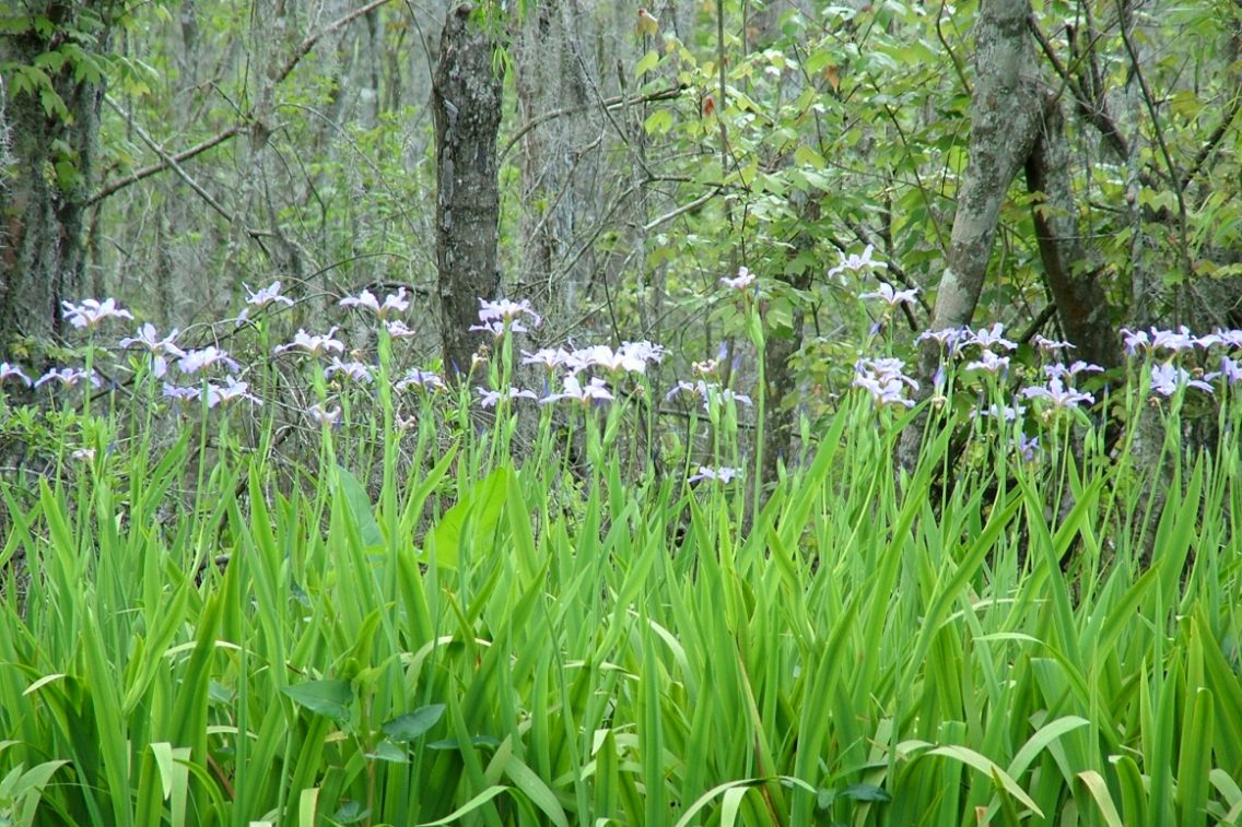 Grass and other foliage growing in a swamp.