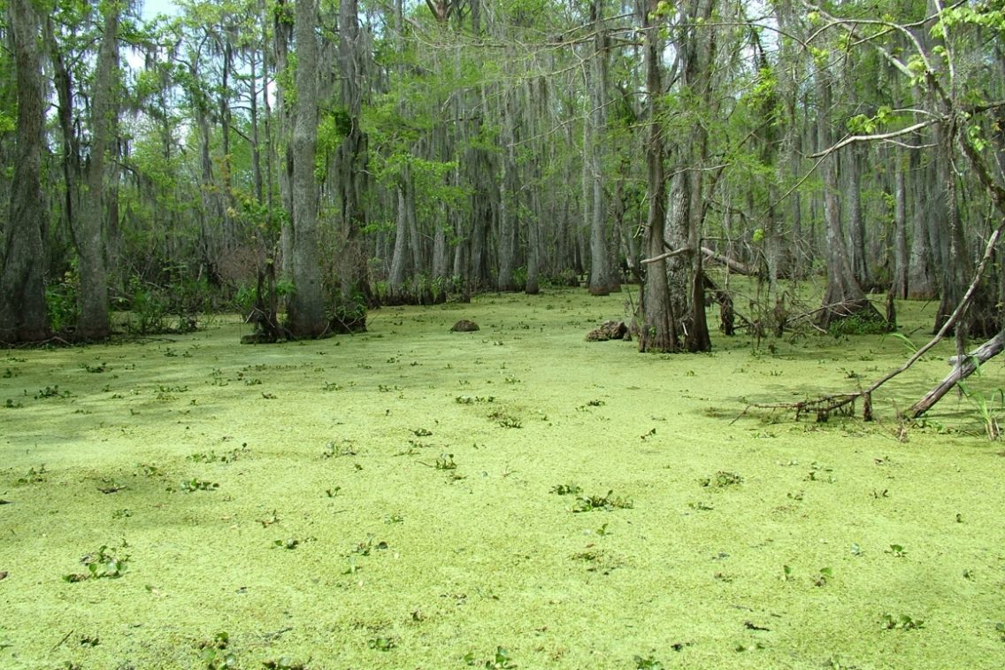A swamp with cypress trees and green algae covering the water.
