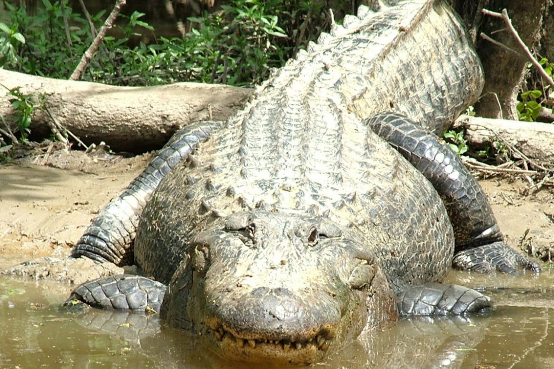 A closeup of an alligator's face.