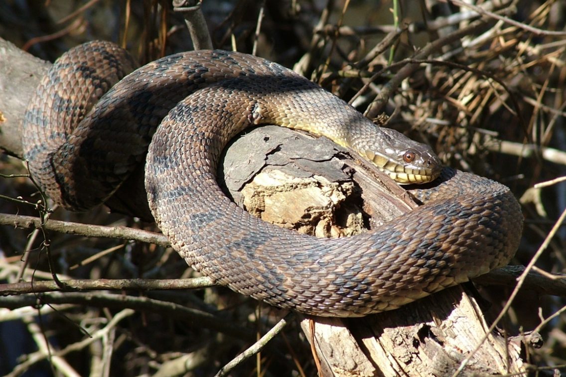A closeup of a snake twisted around a tree branch.