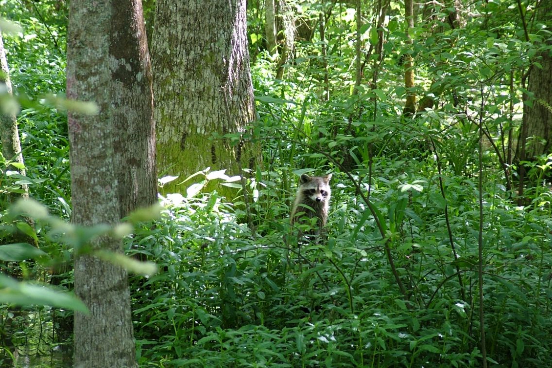 A racoon peeking through tall grass.
