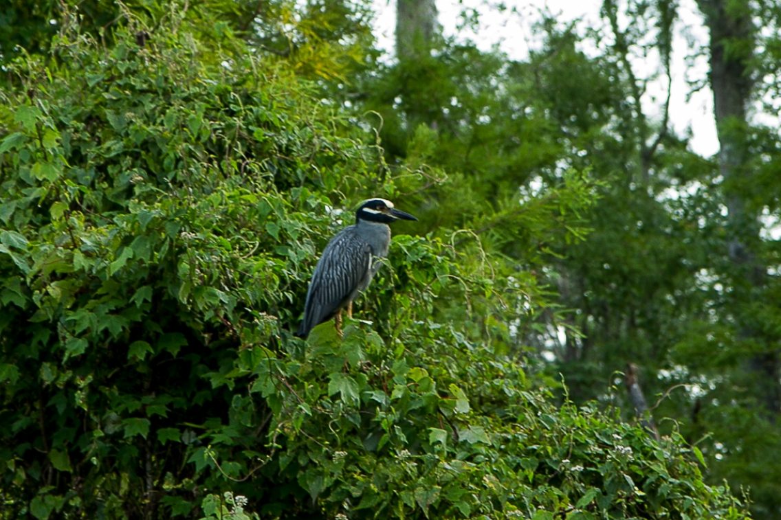 A bird sitting on the top of tree foliage.