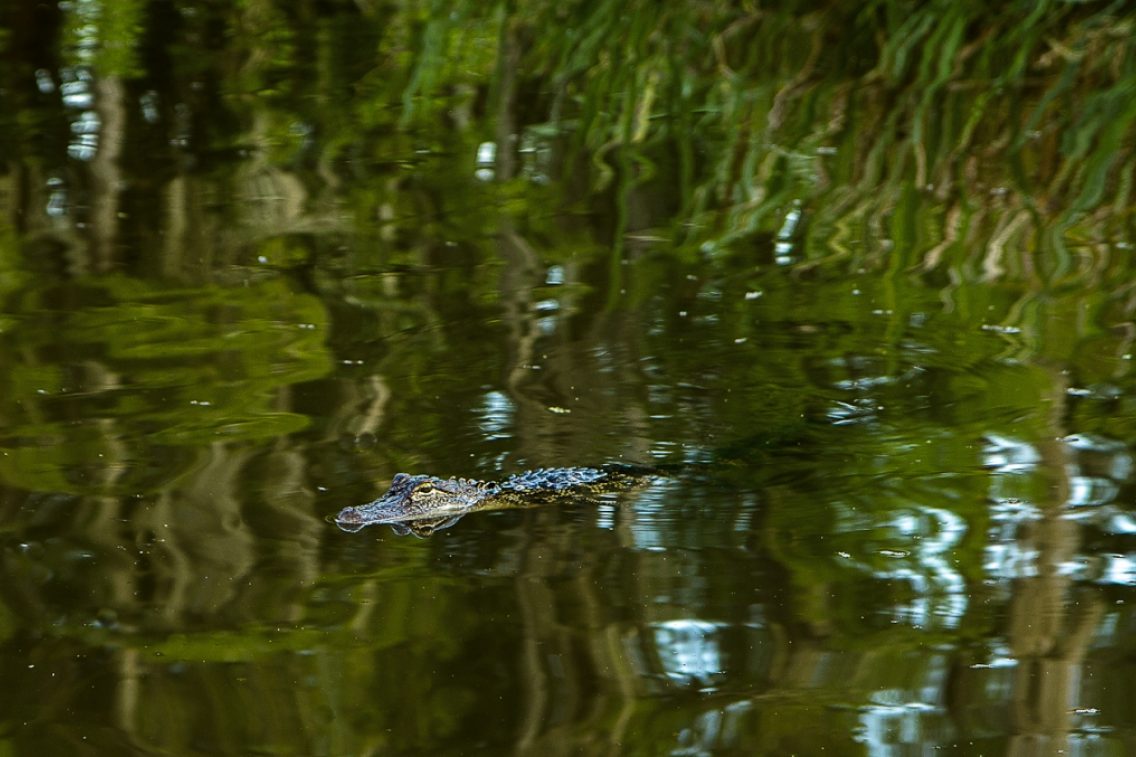 An alligator swimming in swamp water.