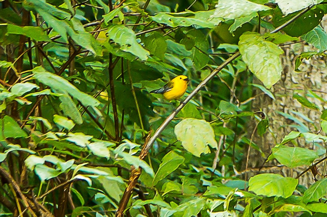 A yellow humming bird sitting on a thin vine.