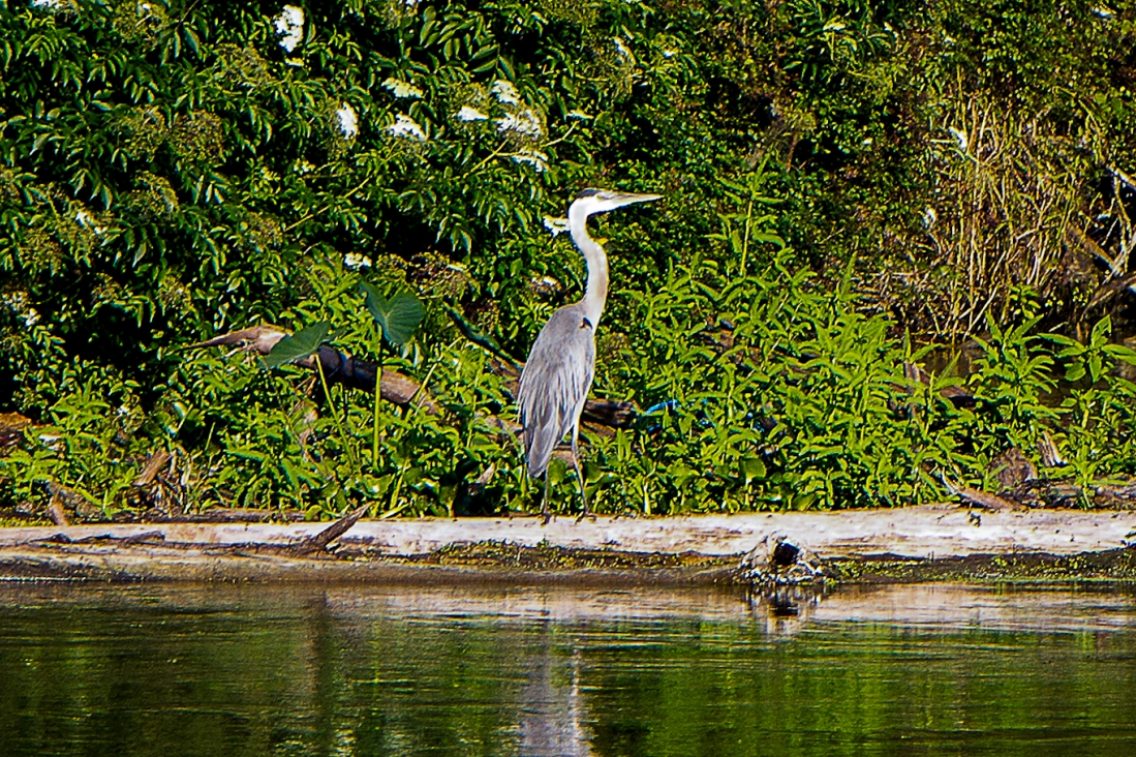 An egret sitting on a floating log in the swamp.