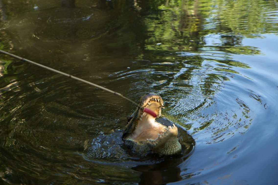 An alligator being fed with a long stick.