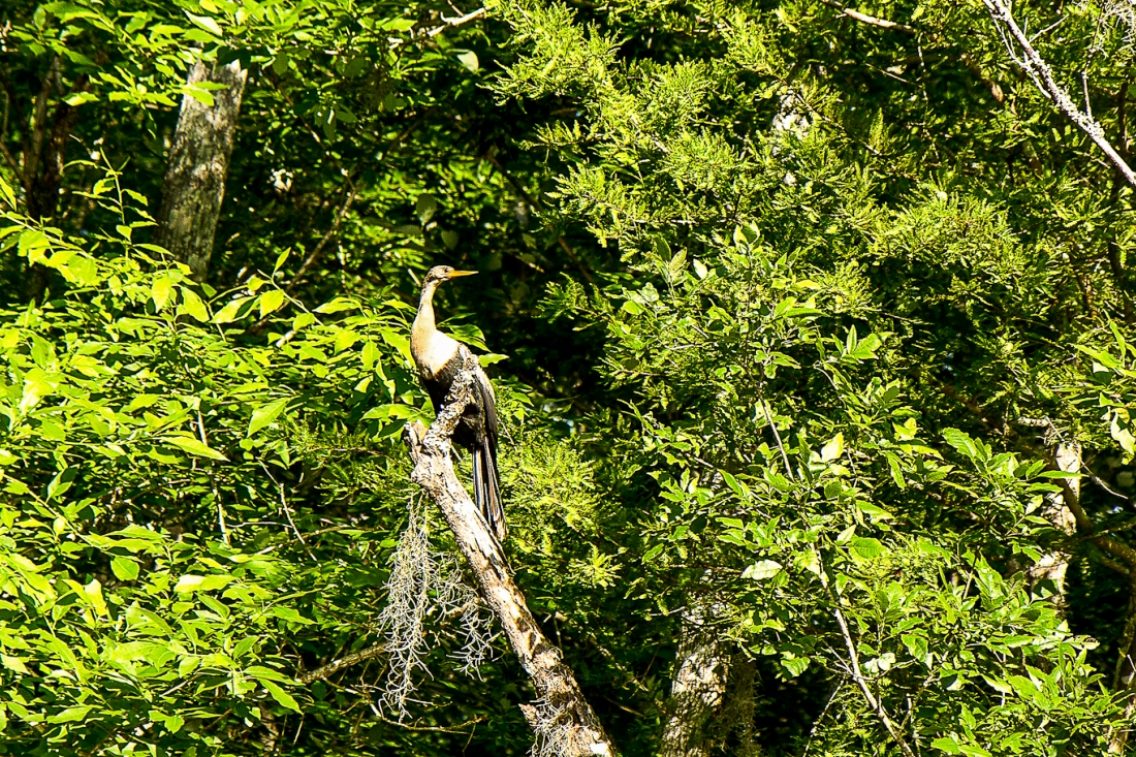 A bird perched in the sun on a fallen tree limb.