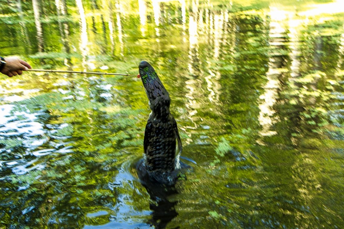 An alligator being fed with a long stick.
