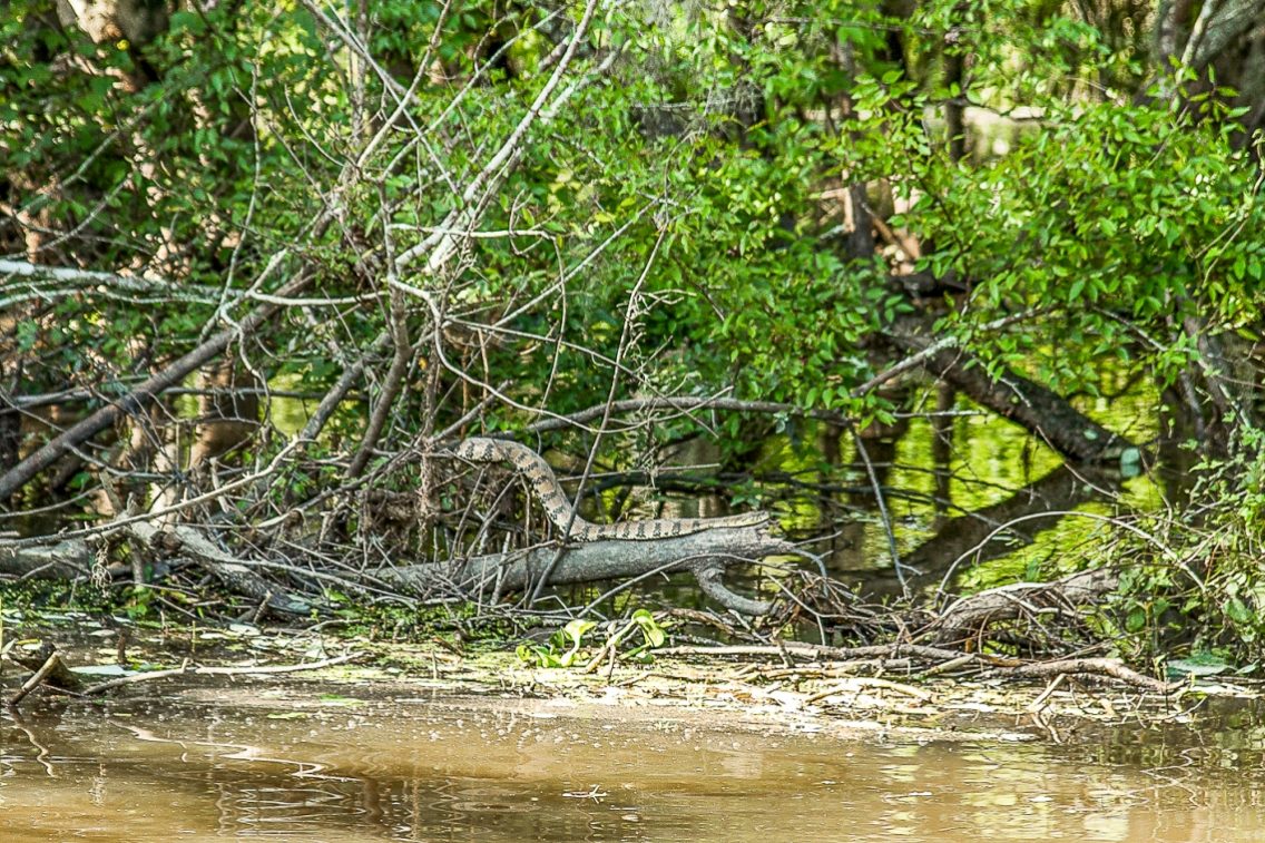 A snake crawling through fallen tree limbs.