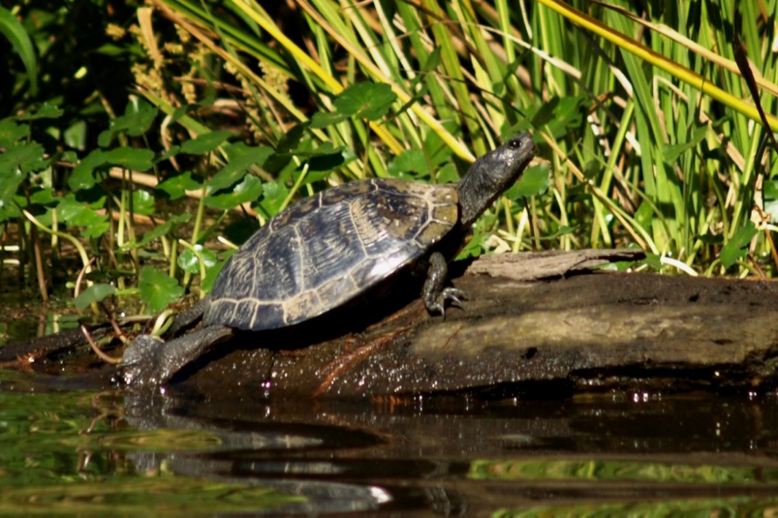 A turtle sunbathing on a piece of driftwood.
