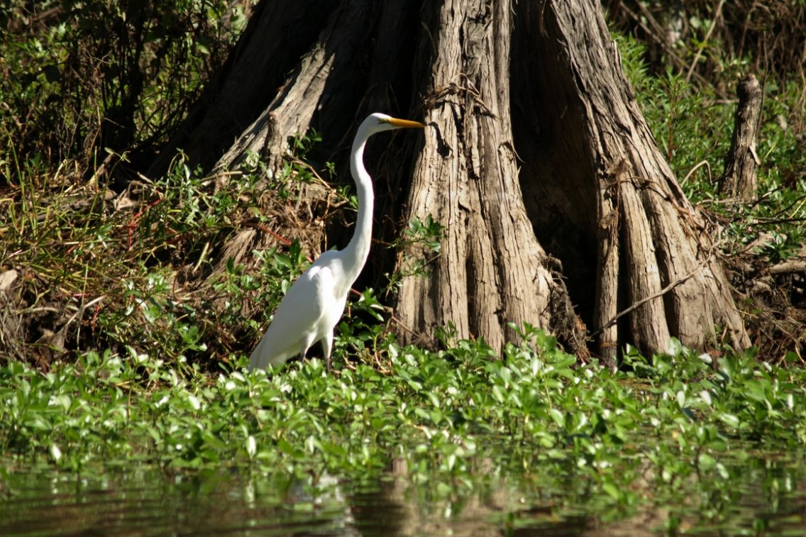 An egret sitting in a swampy foliage.