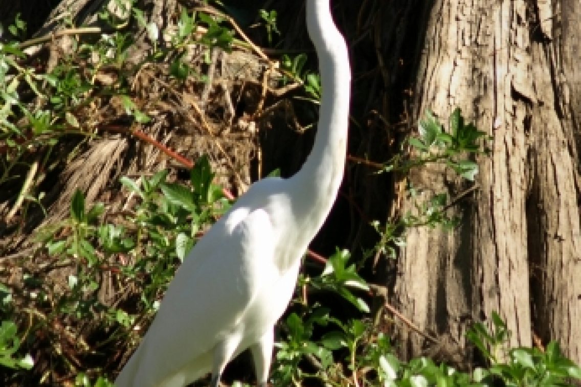 A bird sitting in tall grass.