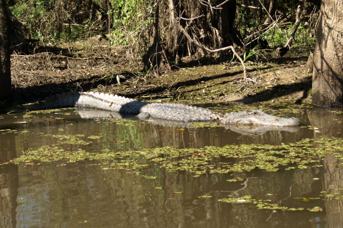 An alligator swimming through swamp water.