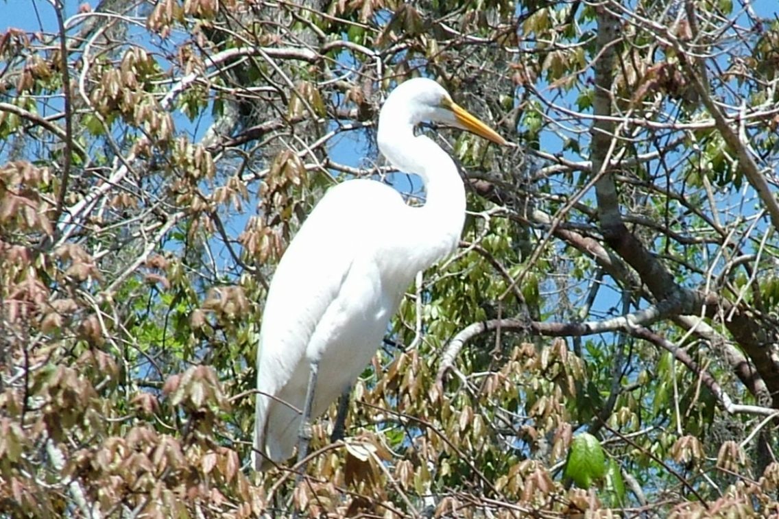 An egret sitting in a tree's branches.