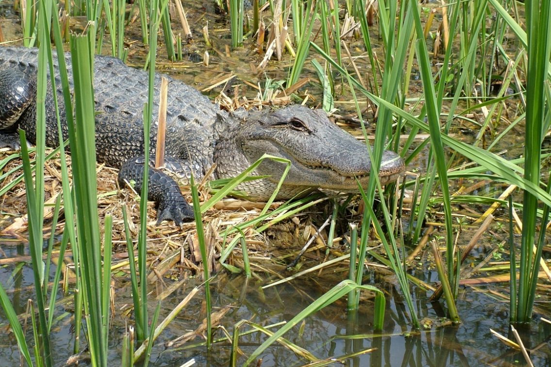 An alligator sitting on grass in the marshlands.