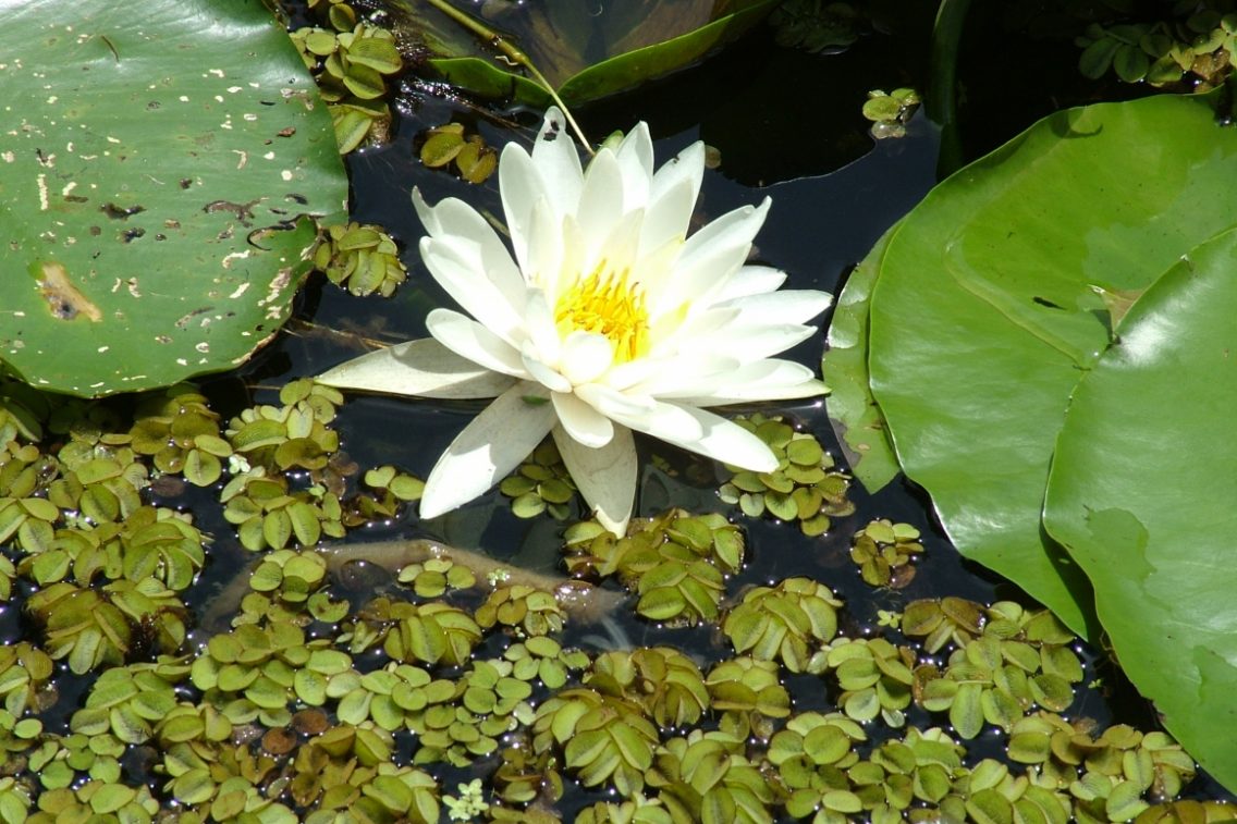 A white flower floating in swamp water.