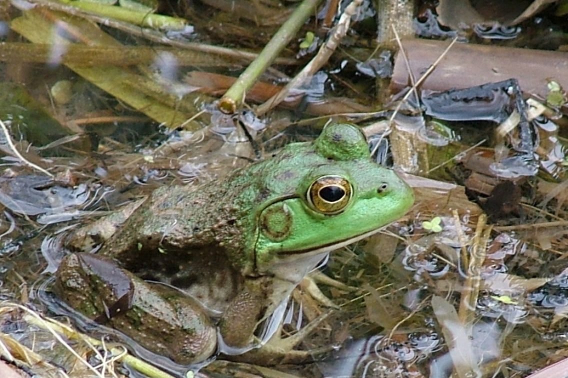 A closeup of a green tree frog covered in mud.