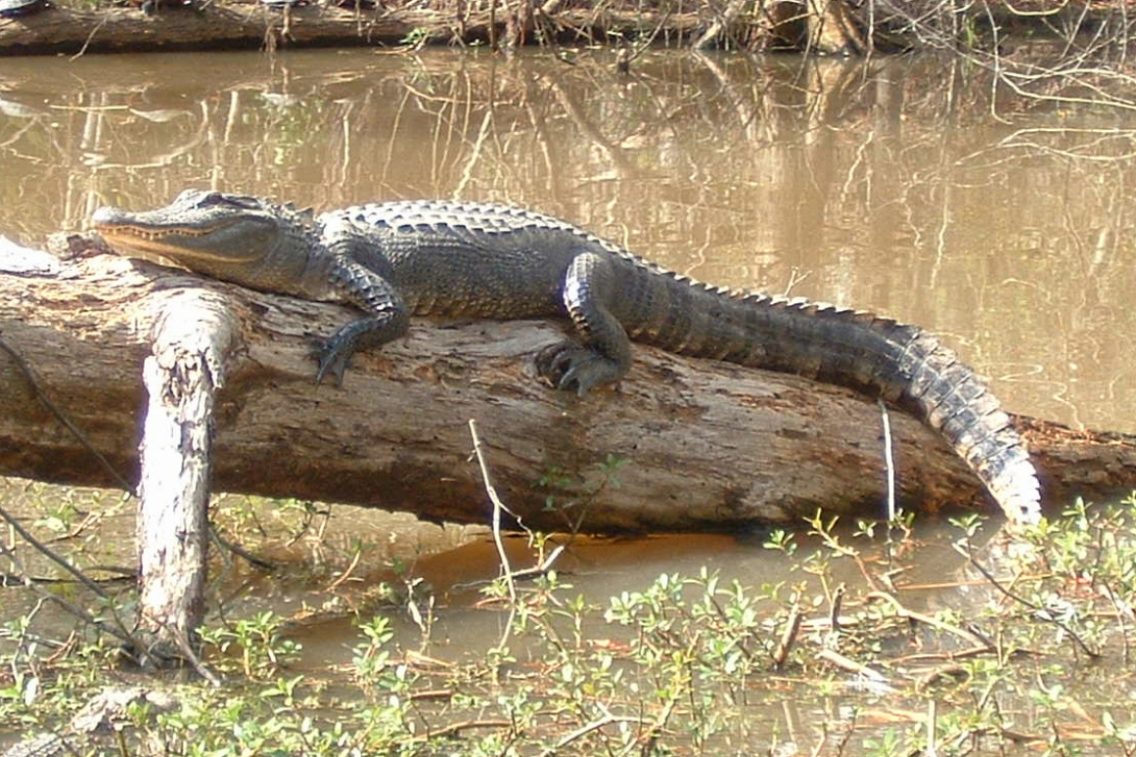 An alligator sunbathing on a fallen tree.