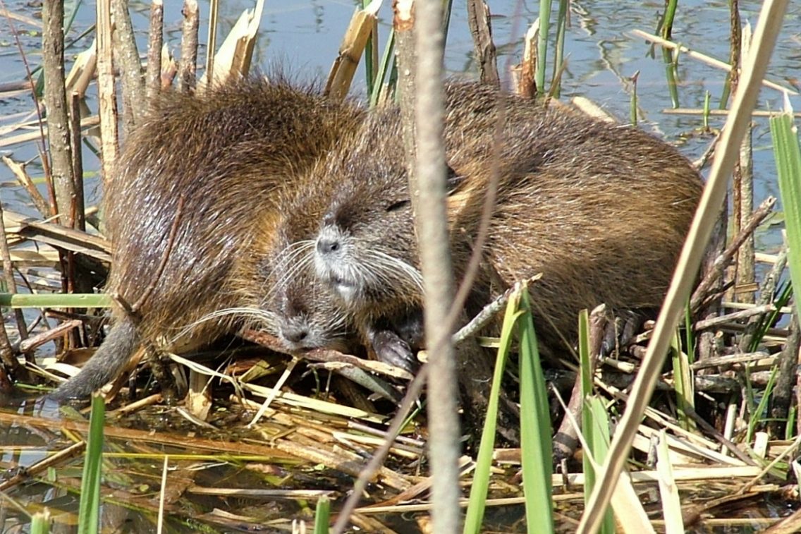 A group of beavers huddled together.