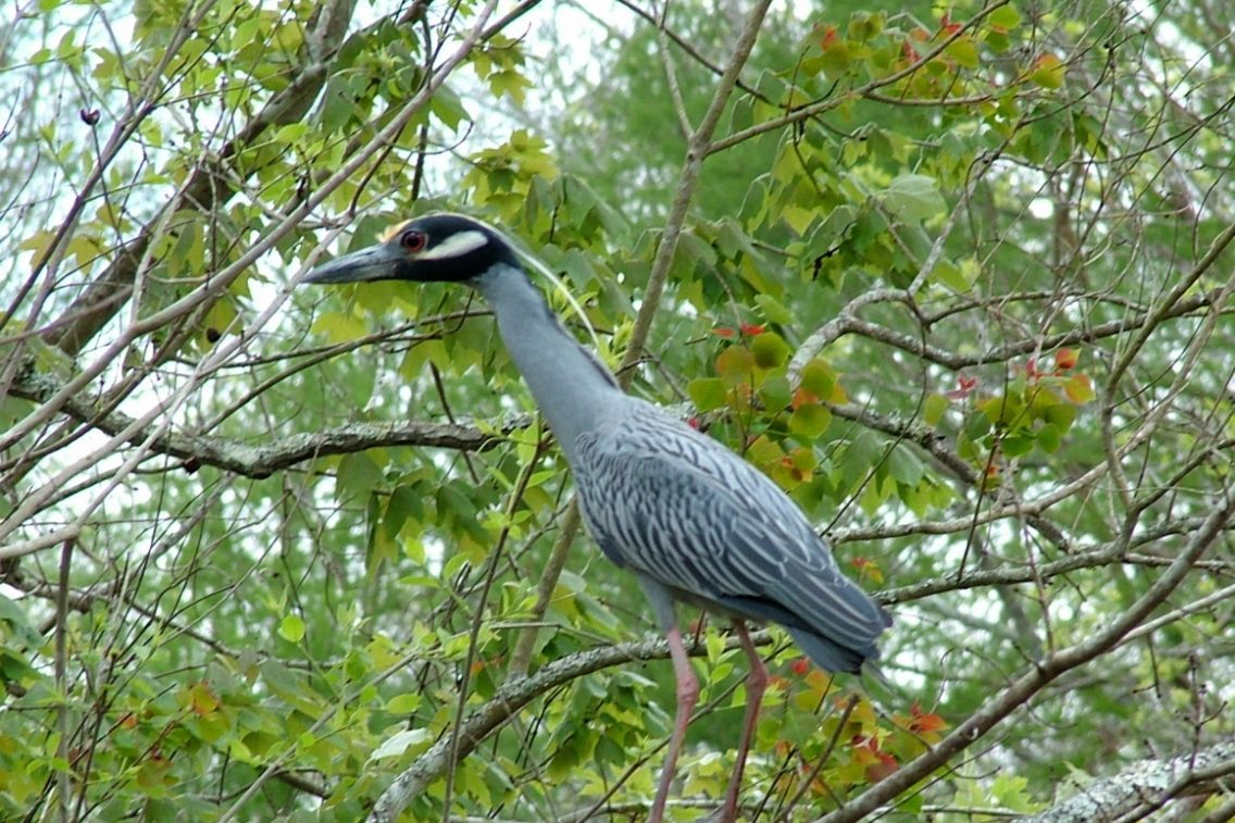 A bird sitting on a tree branch.