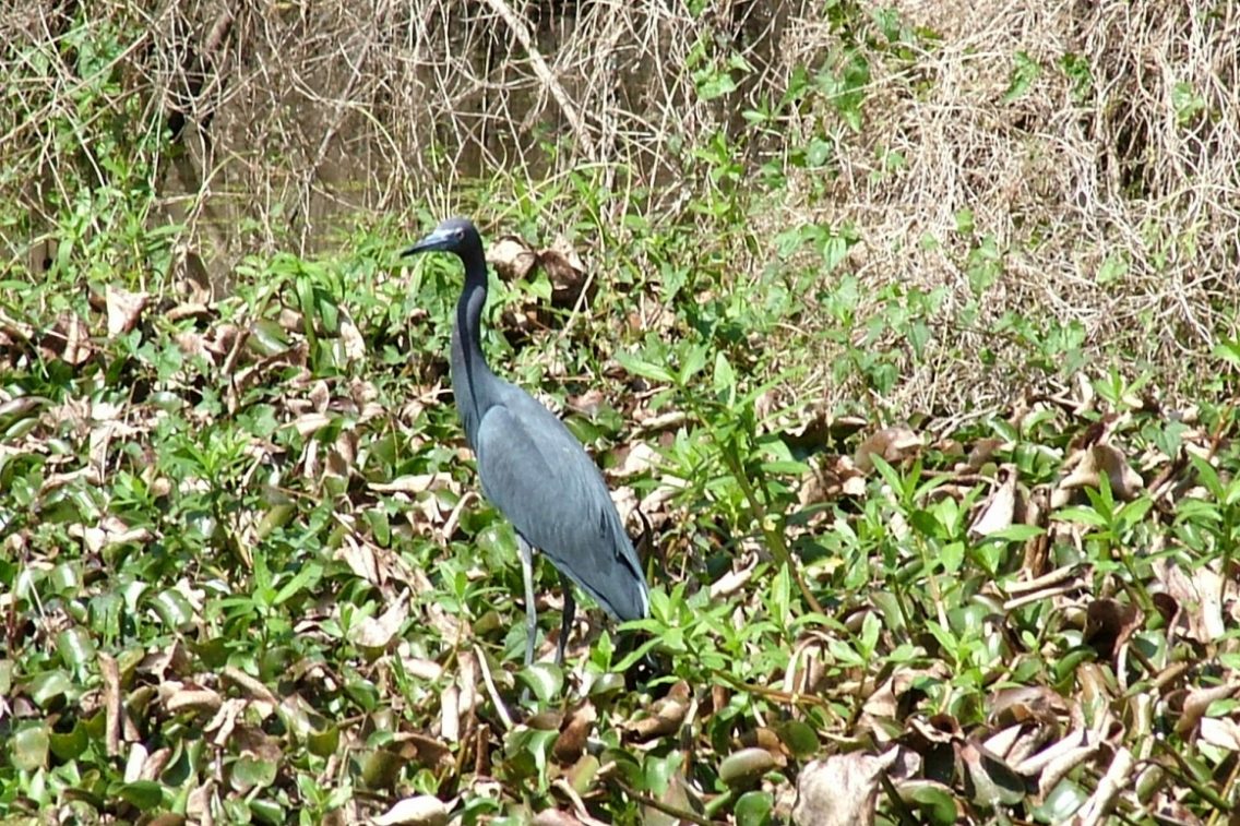 A bird sitting in tall grass.
