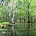 Honey Island Swamp Tour