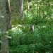 Honey Island Swamp Tour