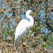 Honey Island Swamp Tour