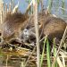 Honey Island Swamp Tour