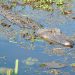 Honey Island Swamp Tour