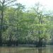 Honey Island Swamp Tour