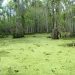 Honey Island Swamp Tour