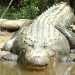 Honey Island Swamp Tour