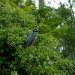 Honey Island Swamp Tour