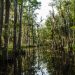 Honey Island Swamp Tour