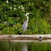 Honey Island Swamp Tour