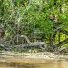 Honey Island Swamp Tour