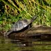 Honey Island Swamp Tour